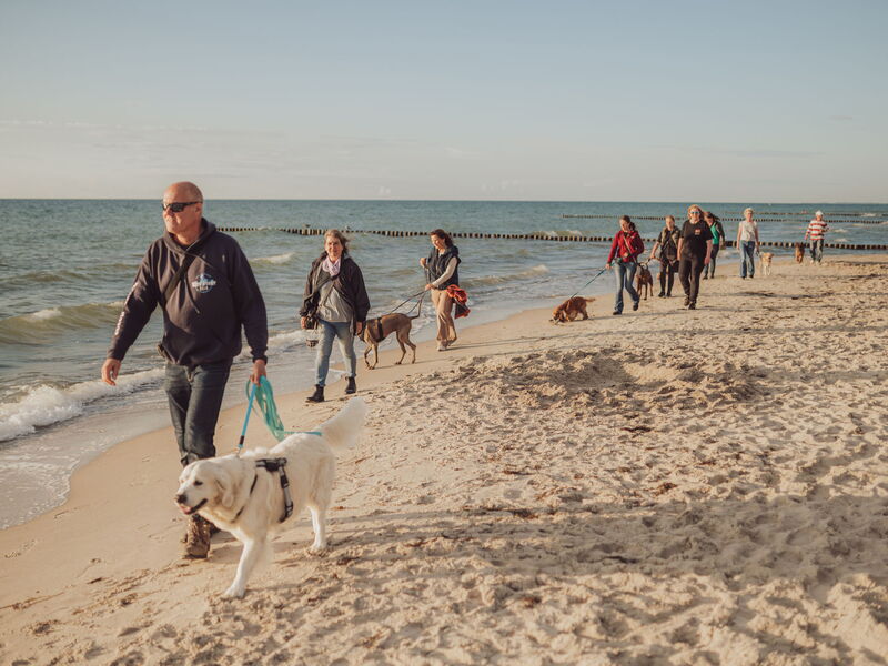 Menschen und Hunde gehen an der Leine am Strand spazieren