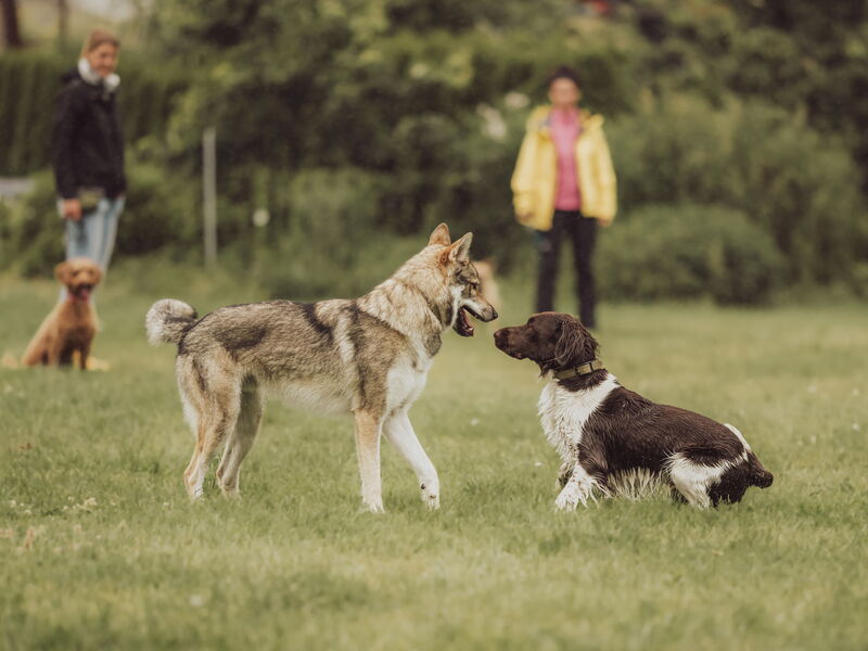 Zwei Hunde kommunizieren körpersprachlich miteinander