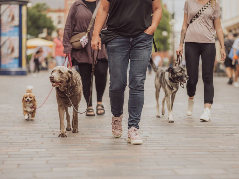 Drei Personen gehen mit angeleiten Hunden durch die Fußgängerzone