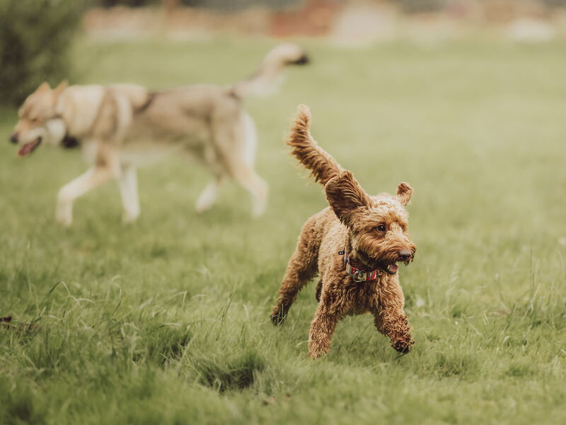 Zwei Hunde toben auf einer Wiese