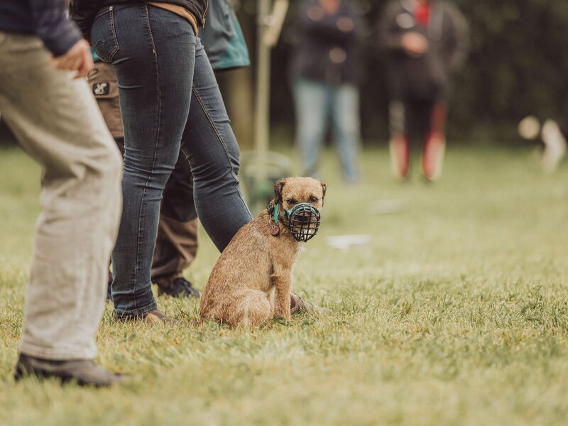 Ein kleiner Hund mit Maulkorb sitzt vor einem Menschen auf dem Hundeplatz