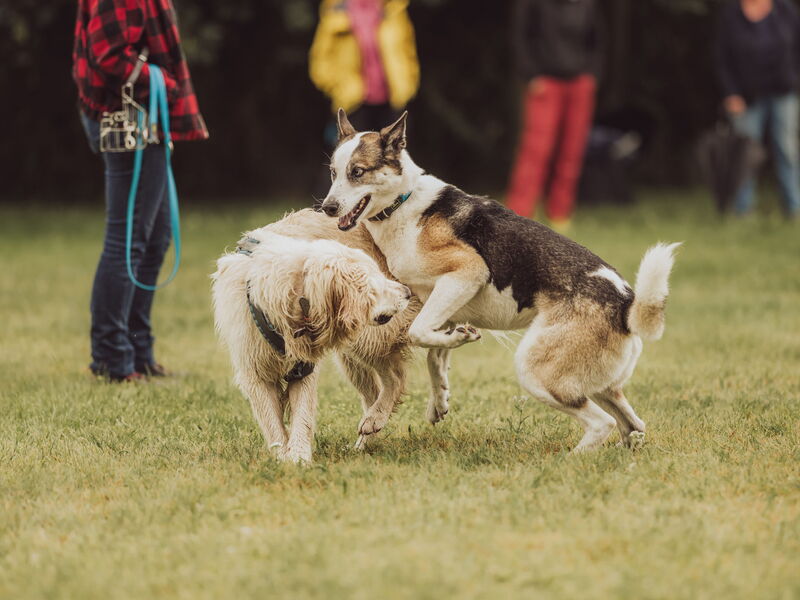Zwei Hunde toben auf dem Hundeplatz