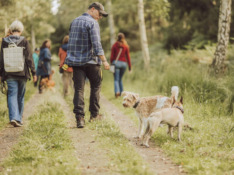 Mehrere Menschen und Hunde gehen zusammen auf einem Waldweg spazieren