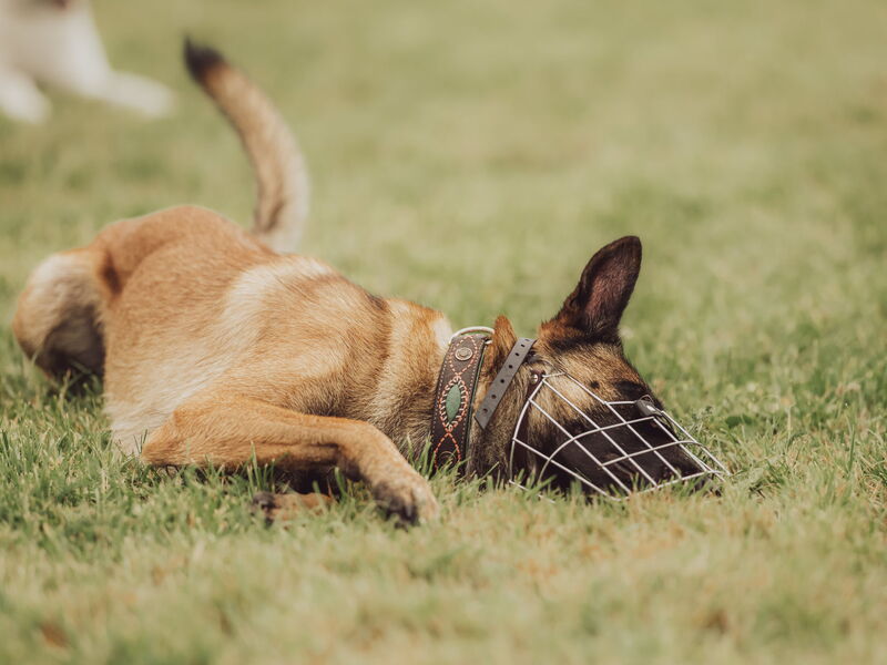 Ein Malinois mit Maulkorb wälzt sich im Gras