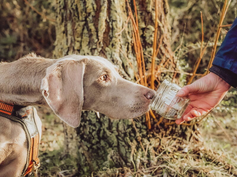 Ein Suchhund bekommt eine Geruchsprobe in einem Glas gereicht