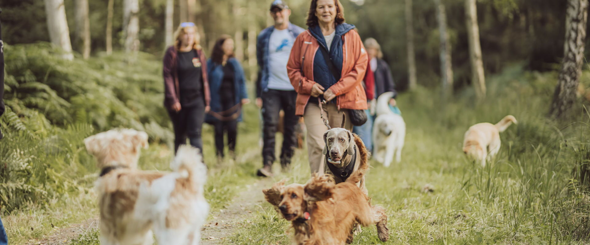 Hunde toben vor Meschen beim Spaziergang