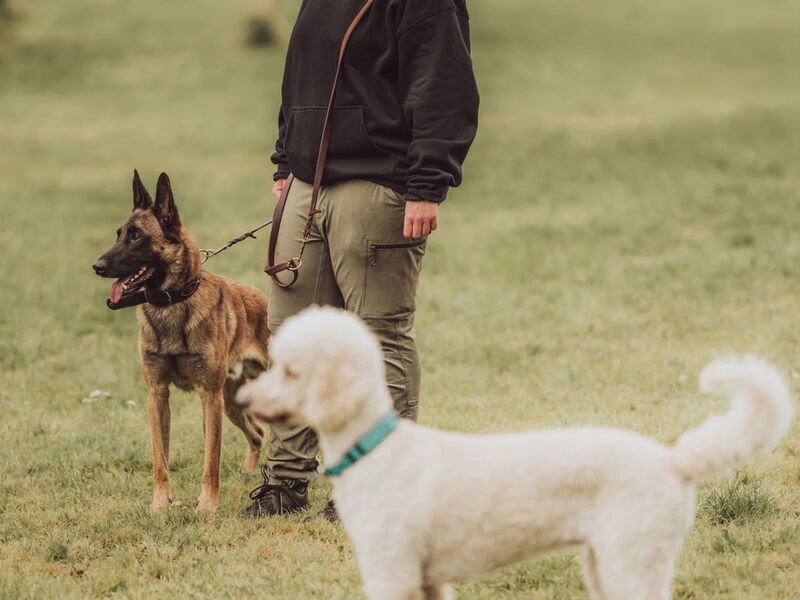 Hundetrainerin Sophia Tumat steht mit einem Schäferhund und einem Pusel auf dem Hundeplatz