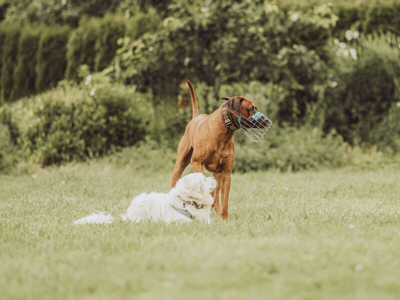 Ein Hund mit Maulkorb steht hinter einem Hund, der im Gras liegt