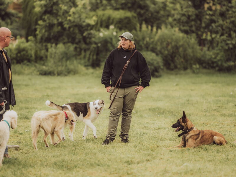 Hundetrainerin Sophia Tumat steht auf dem Hundeplatz und sprich mit einem Mann. Um sie herum sind vier Hunde.