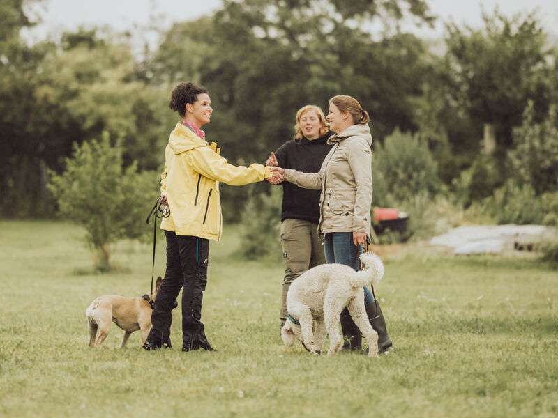 Zwei Frauen mit angeleiten Hunden geben sich die Hand