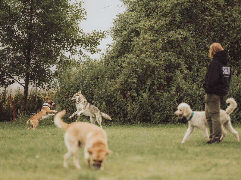 Vier Hunde auf einem Hundeplatz zusammen mit Hundetrainerin Sophia Tumat