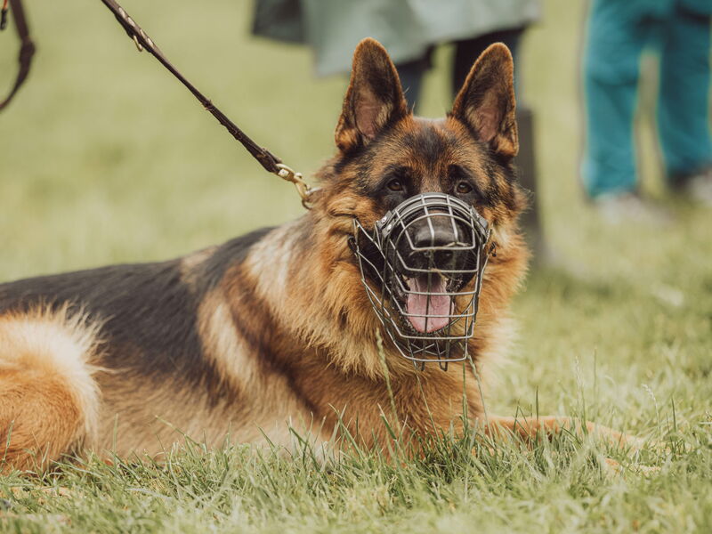 Ein liegender Schäferhund mit Maulkorb schaut in die Kamera