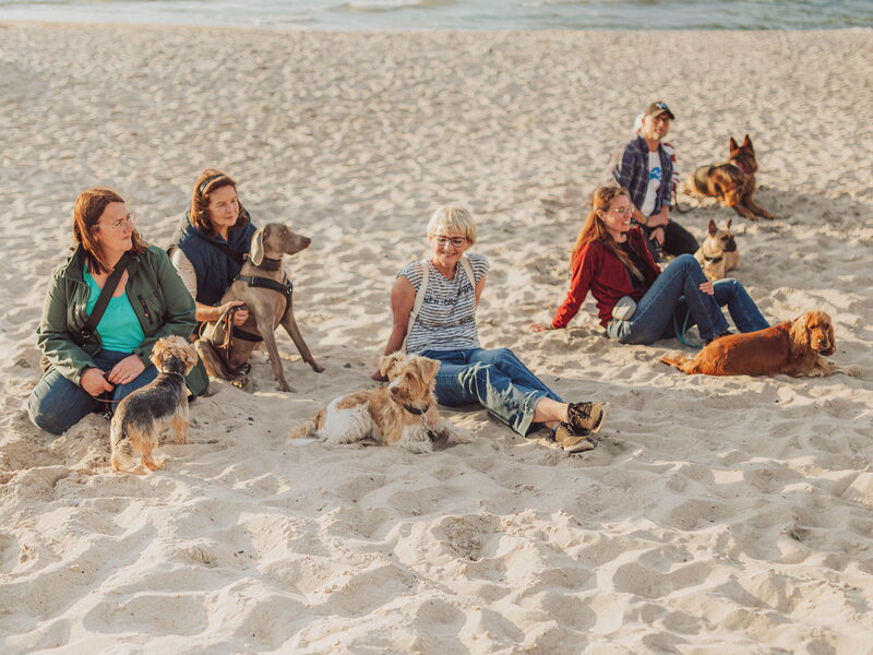 Mehrere Menschen und Hunde sitzen am Strand im Sand