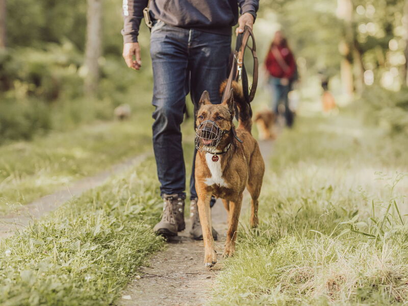 Jemand geht mir einem angeleinten Hund mit Maulkorb spazieren