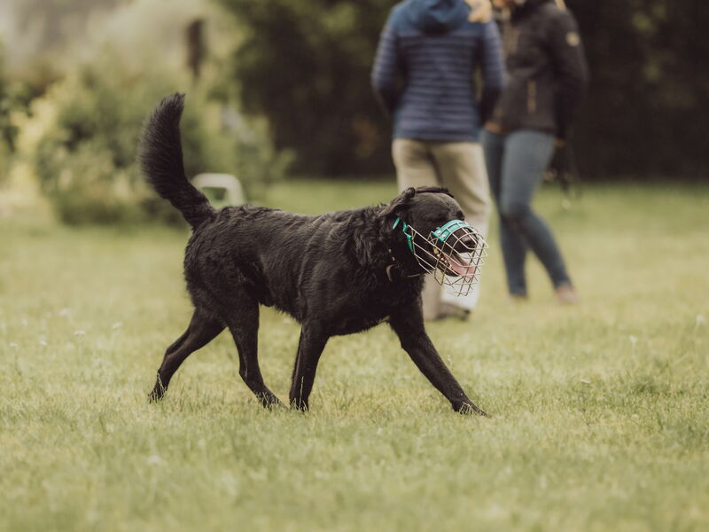 Ein schwarzer Hund mit Maulkorb geht mit erhobener Rute über eine Wiese.
