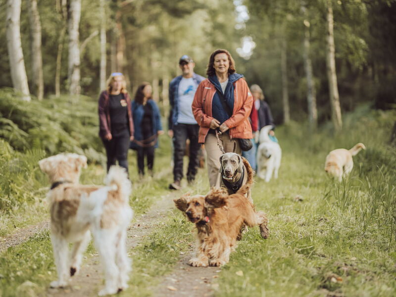 Hunde toben vor Meschen beim Spaziergang