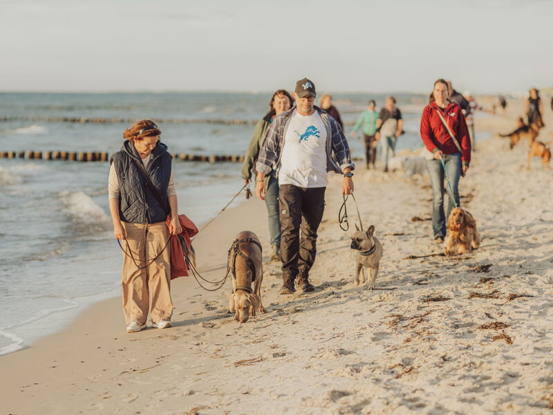 Menschen und Hunde gehen an der Leine am Strand spazieren