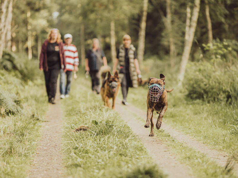 Im Vordergrund sind zwei laufende Hunde mit Maulkorb. Dahinter vier Menschen.