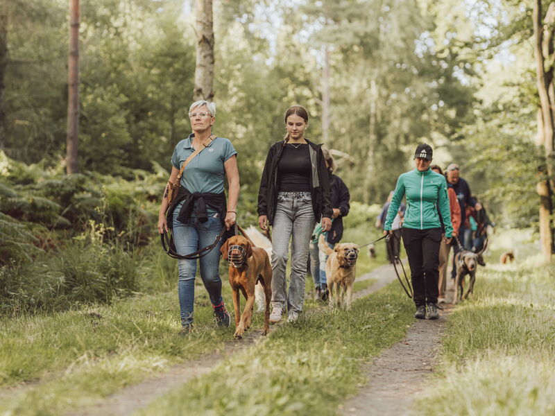 Mehrere Menschen gehen mit Hunden an der Leine spazieren