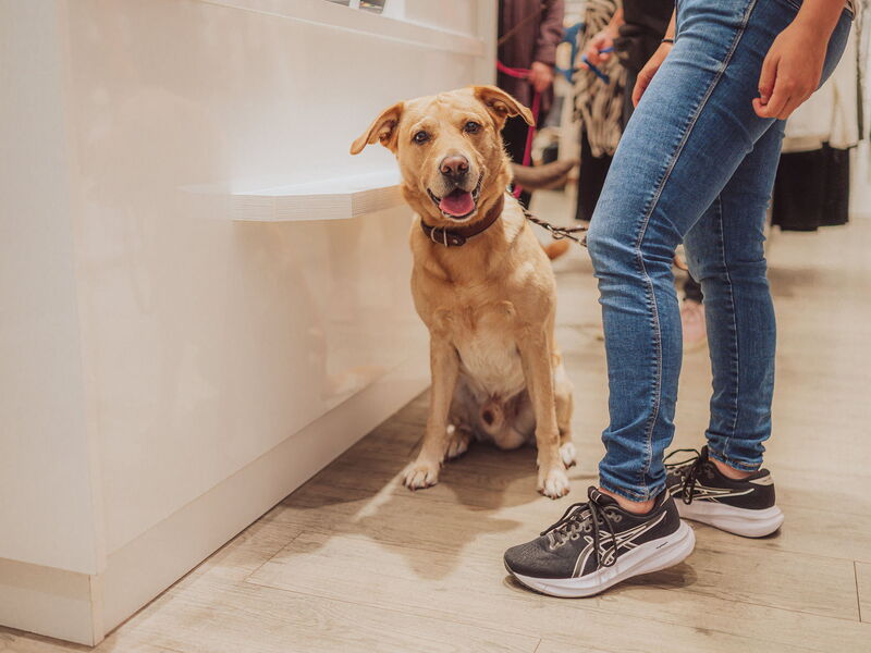 Eine Person befindet sich mit einem angeleinten, sitzenden Hund in einem Bekleidungsgeschäft
