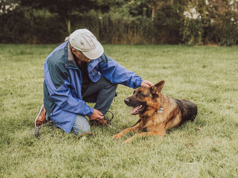 Ein liegender Schäferhund wird von einem Mann gestreichelt