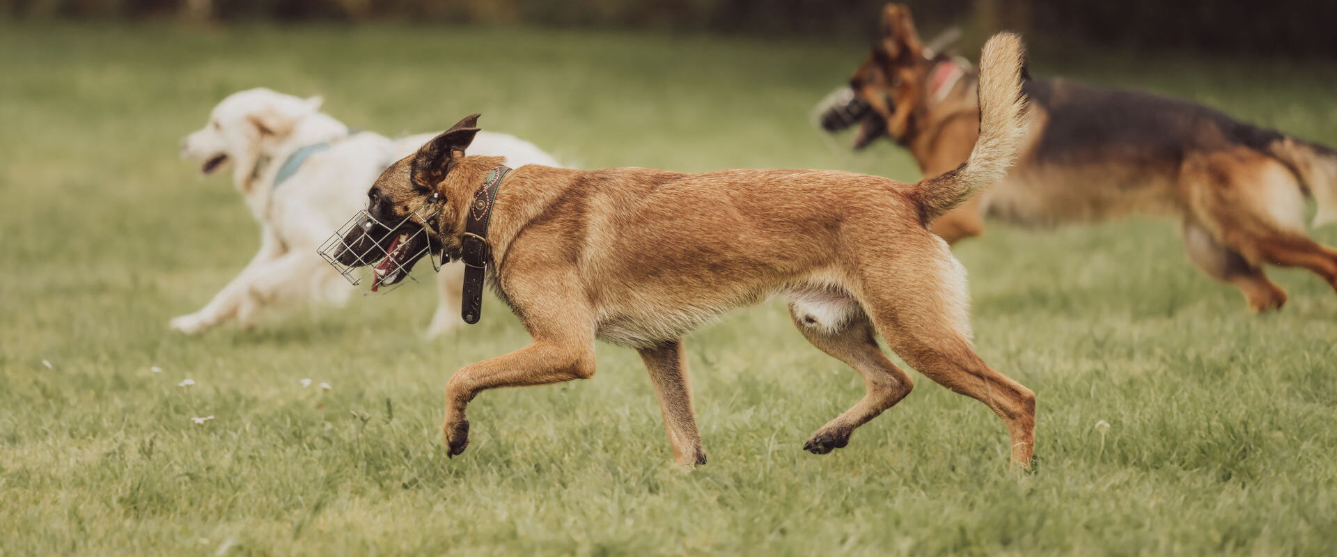 Drei laufende Hunde