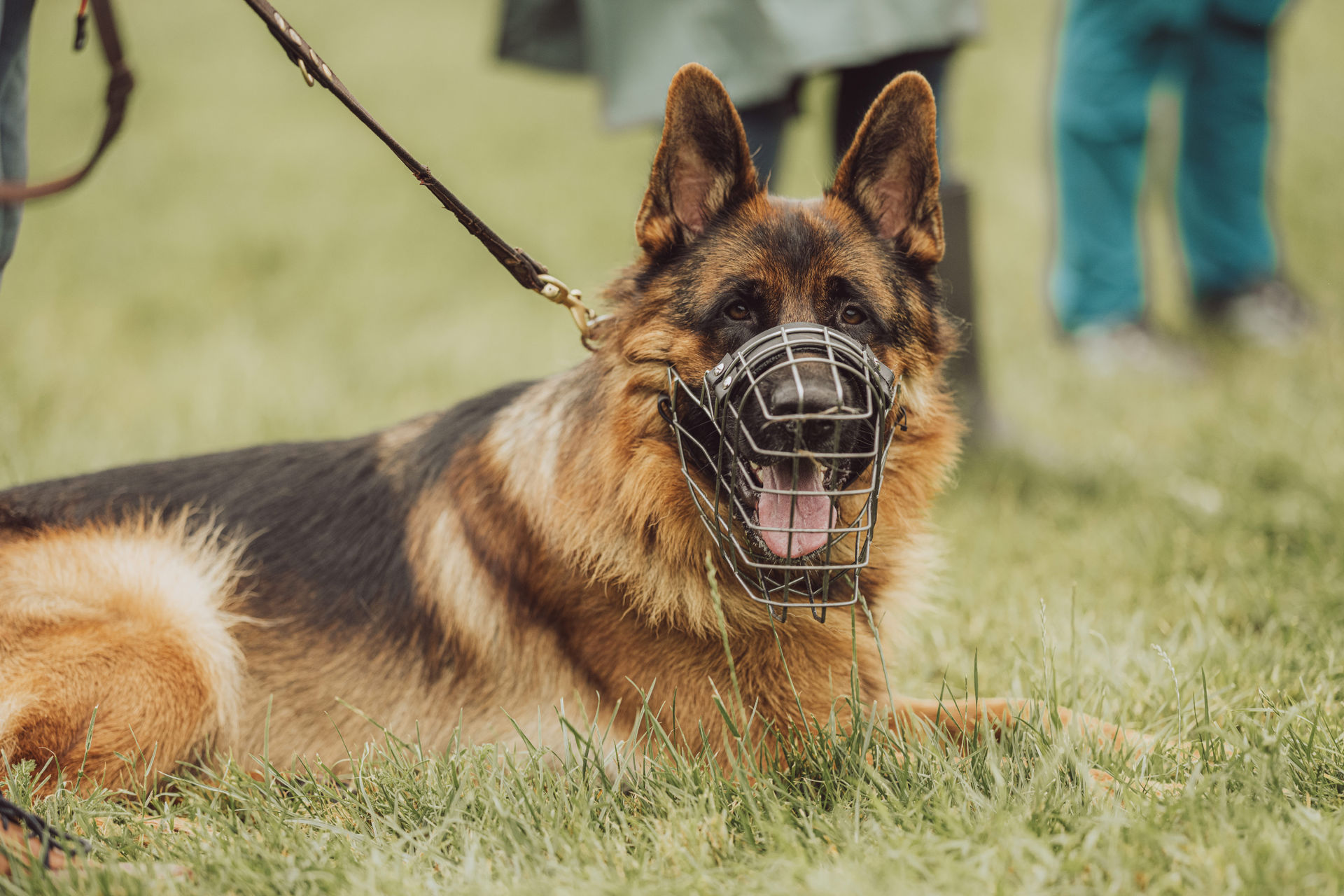 Ein liegender Schäferhund mit Maulkorb schaut in die Kamera