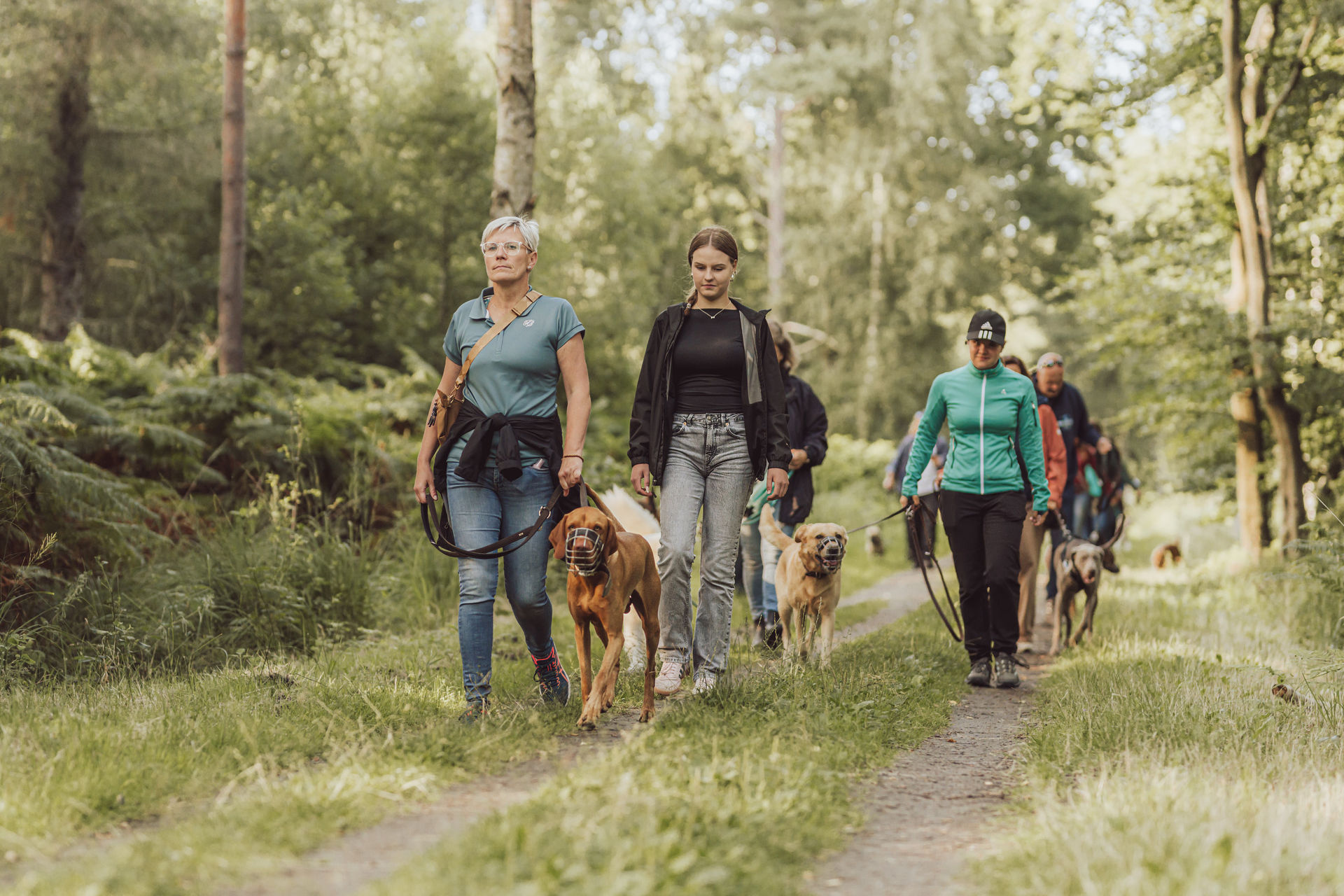 Mehrere Menschen gehen mit Hunden an der Leine spazieren